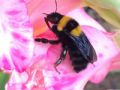 Bombus argillaceus